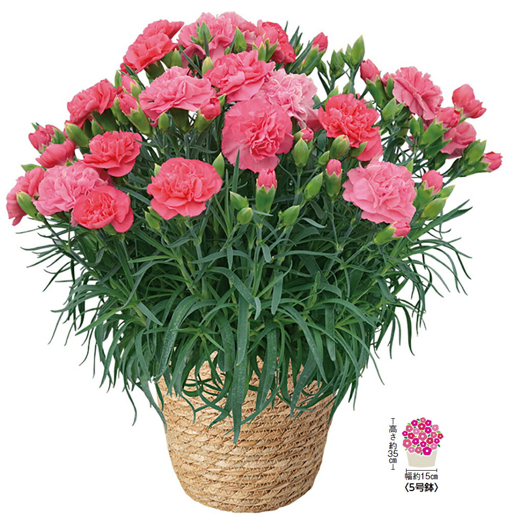 母の日カ−ネ−ション「ピーチキャンドル」（母26-220）