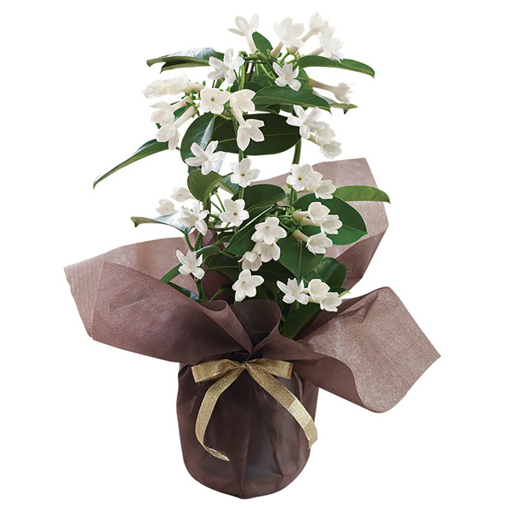 母の日マダガスカルジャスミン（母26-220）