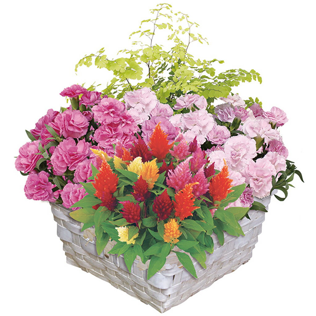 母の日マザーズバスケット「アジアンタム＆ケイトウ」（母26-220）