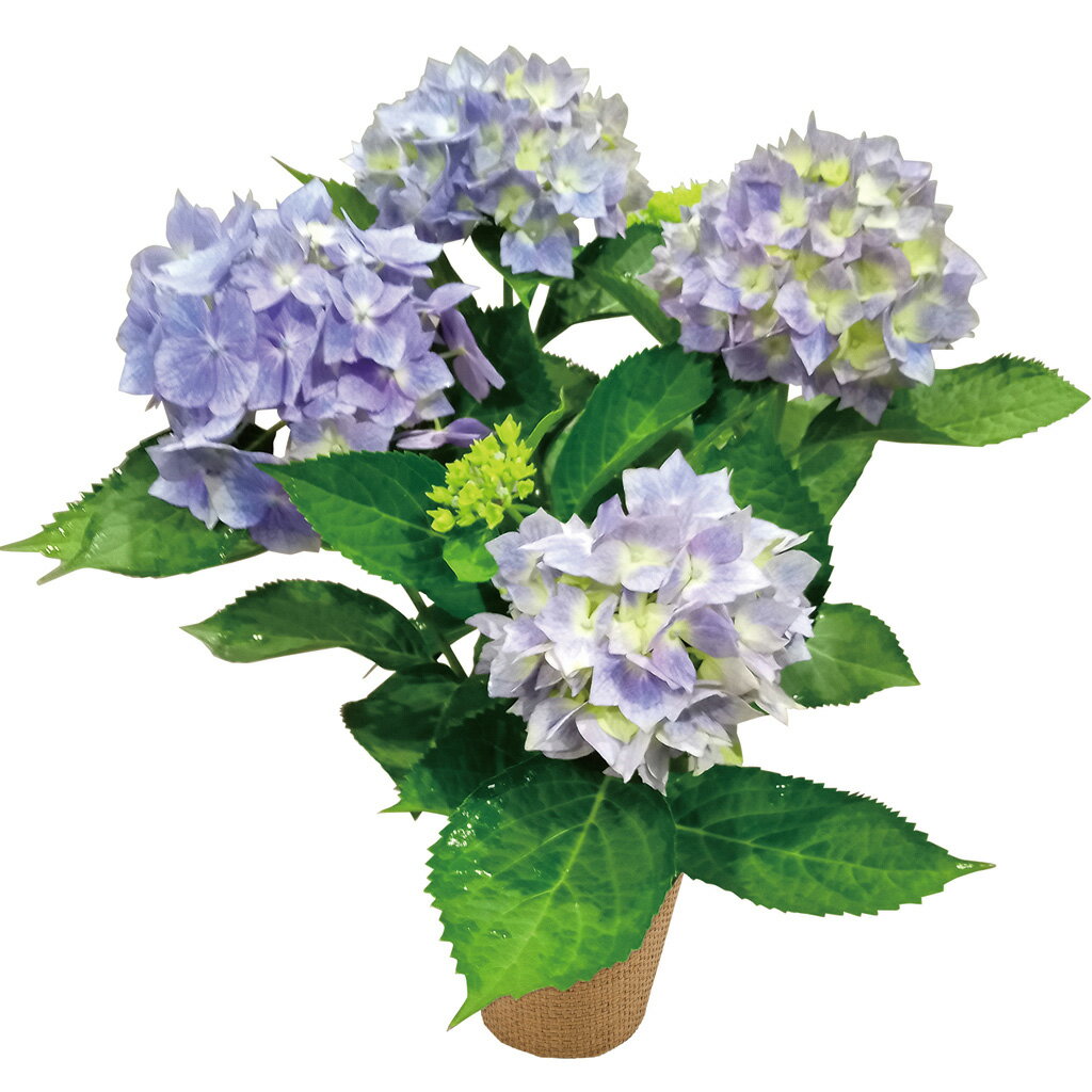 母の日アジサイ「星がすりブルー」（母26-220）