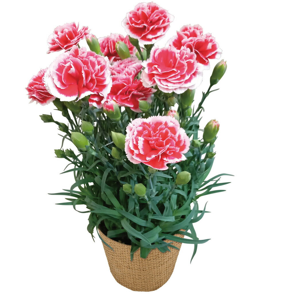 母の日カーネーション「いちごホイップ」（母26-220）