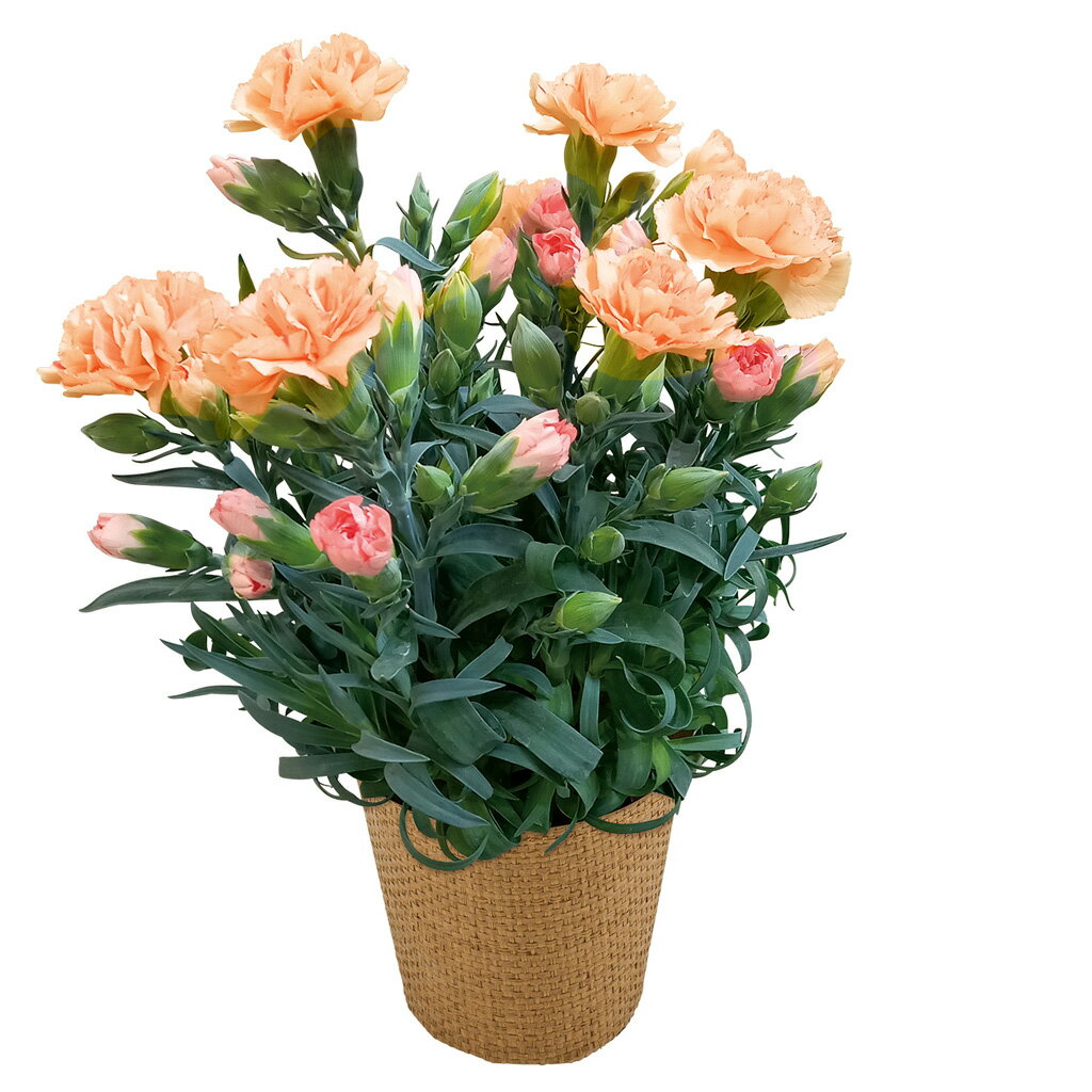 母の日カーネーション「オレンジジェラート」（母26-220）