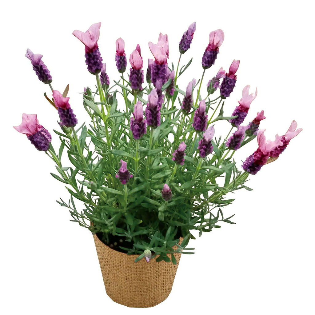 母の日ラベンダー「ラヴェアンナ」（母26-220）