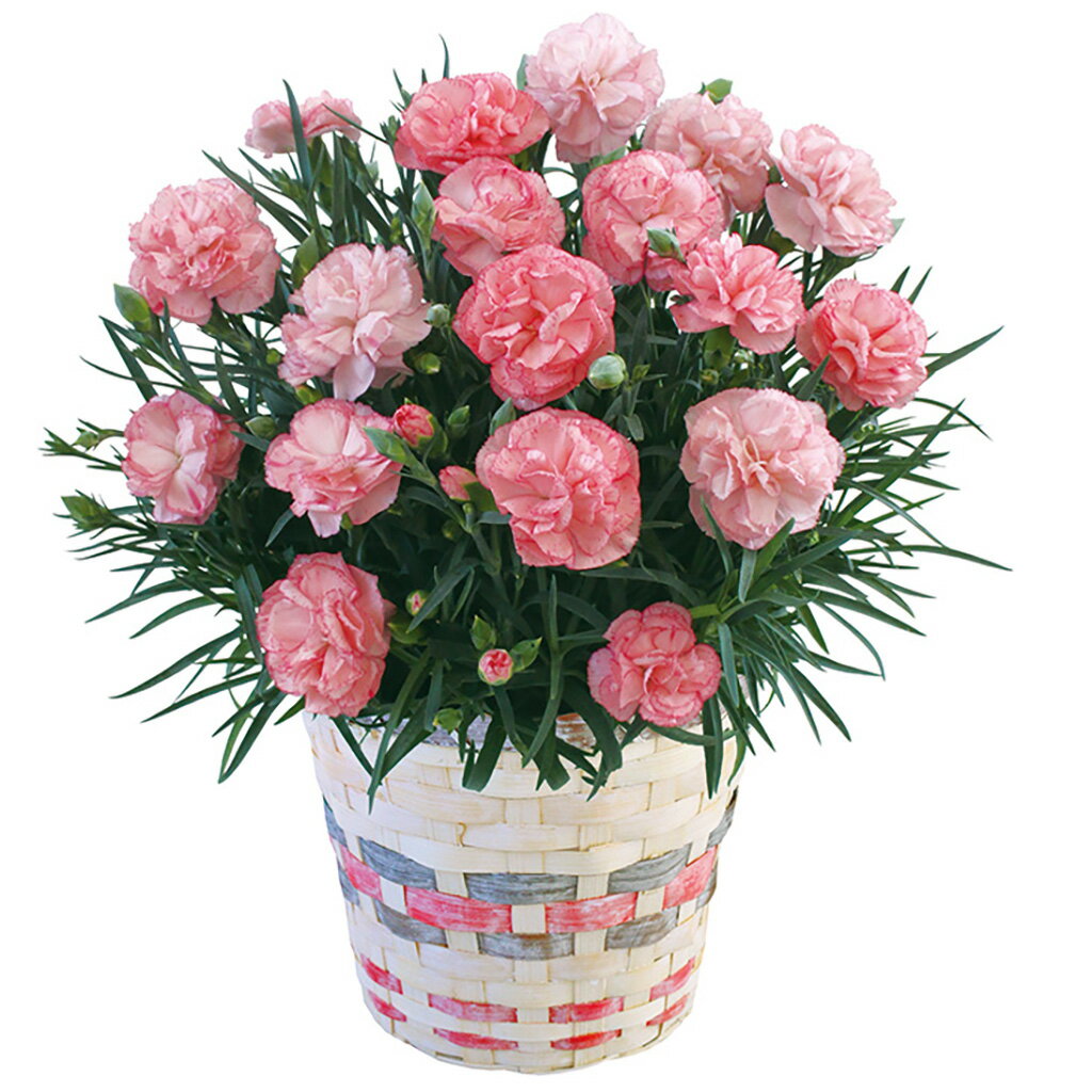 母の日カーネーション「ローズラテ」（母26-220）