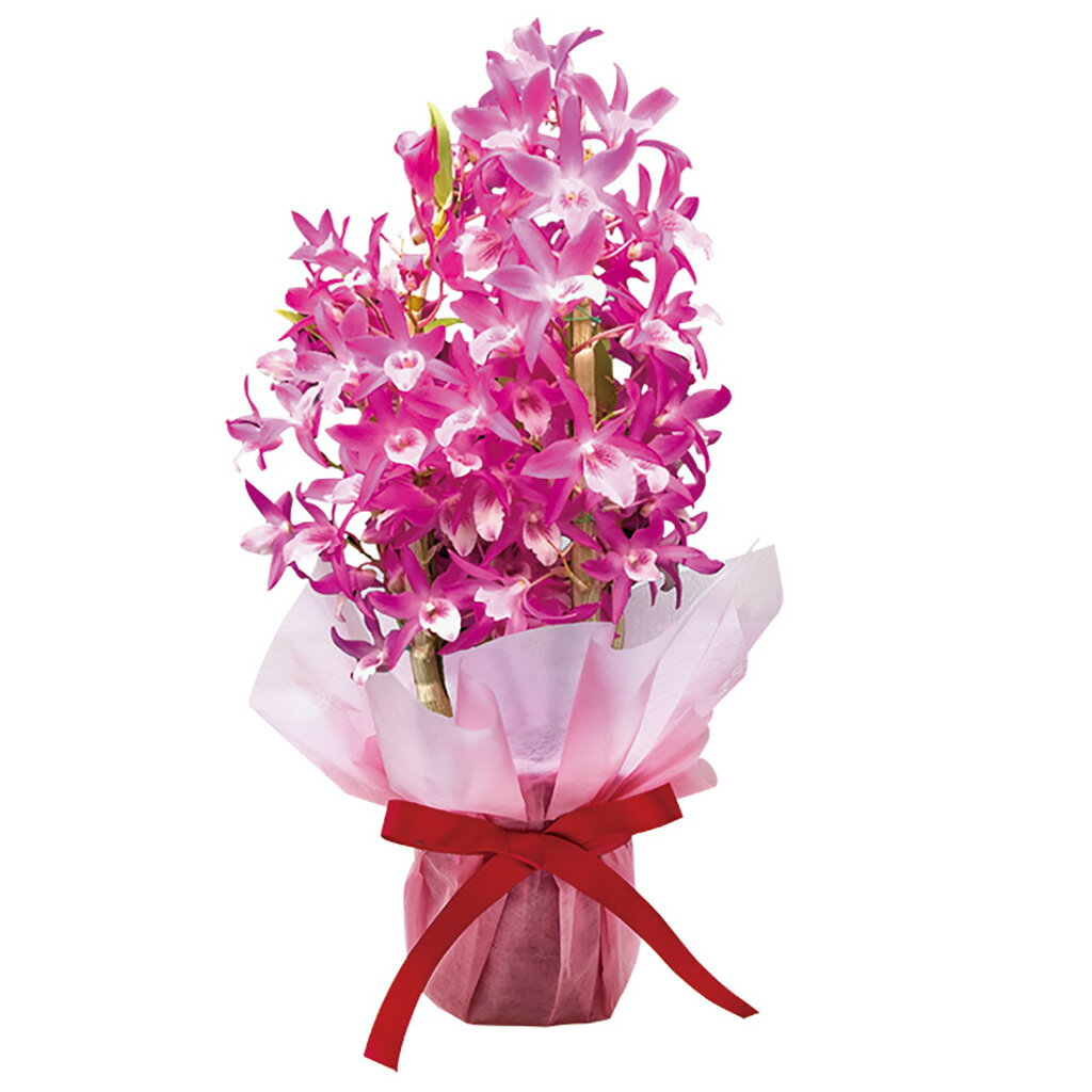 母の日デンドロビューム「赤ずきんちゃん」（母26-220）