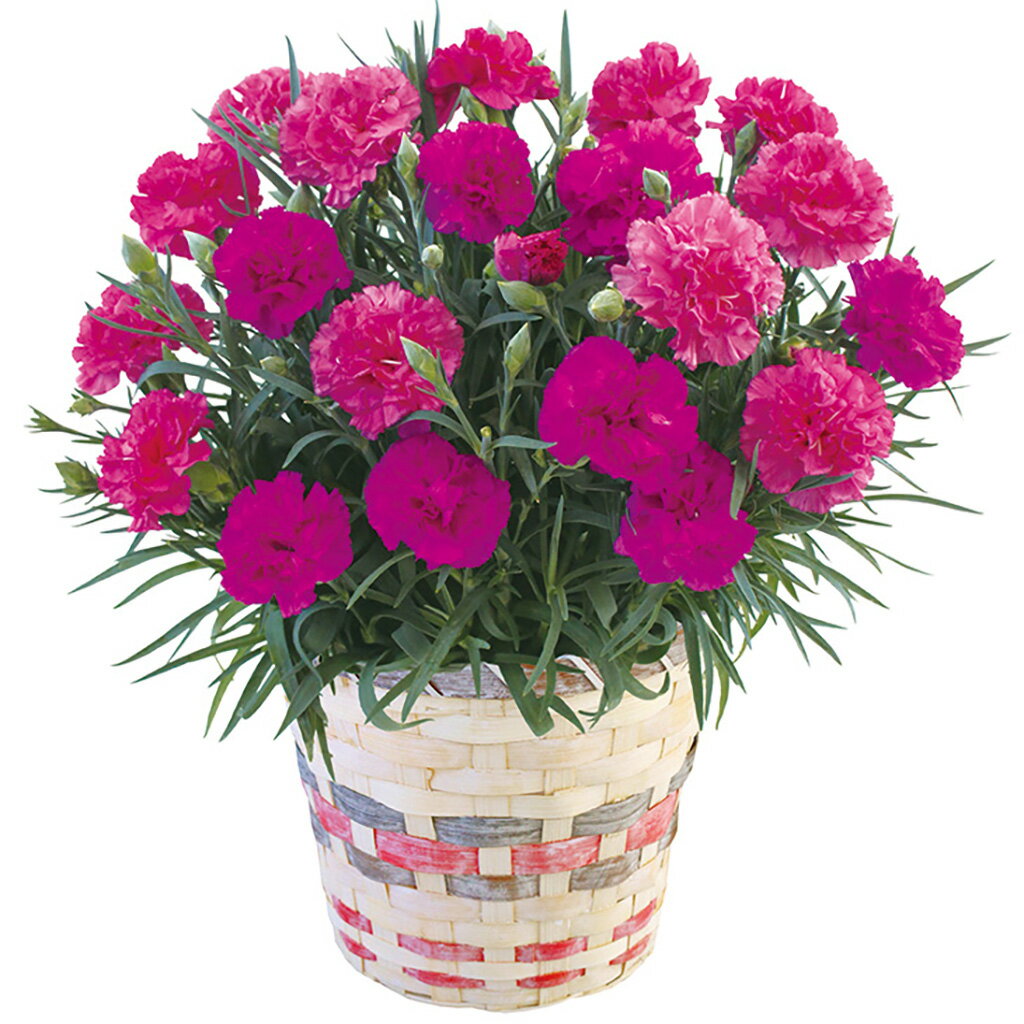 母の日カーネーション「ベリーマフィン」（母26-220）