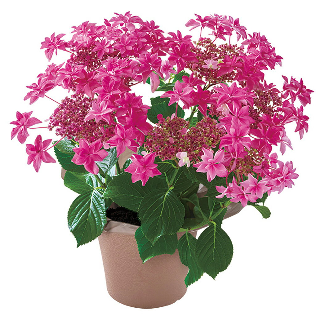 母の日あじさい「桜花乱舞」（母26-220）