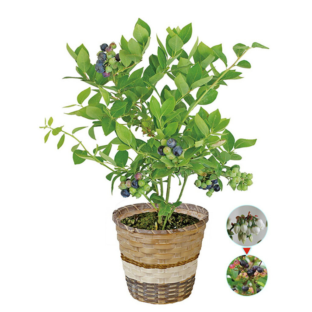 父の日ブルーベリーの木（父25-220）