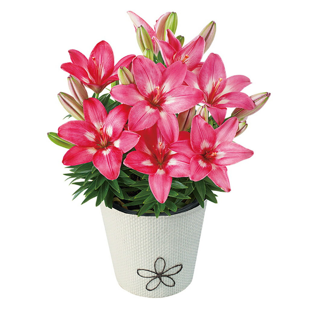 母の日ユリ「ロザリン」（母26-220）