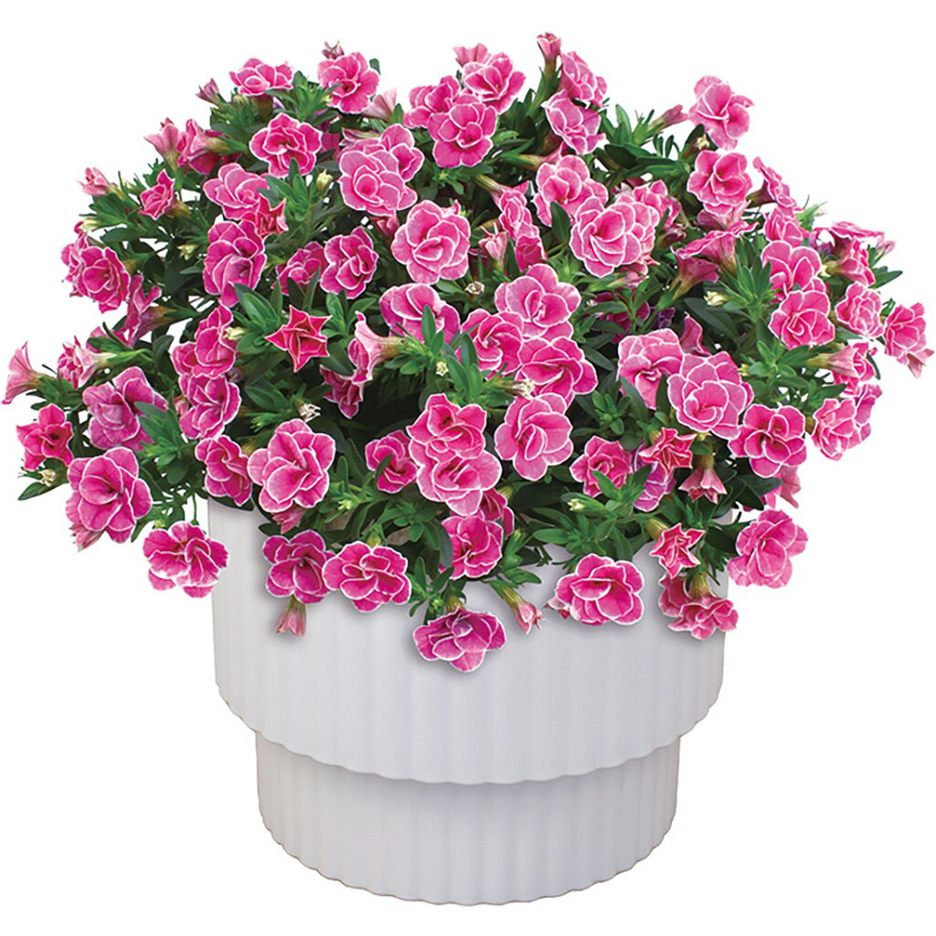 母の日スーパーベル「ダブルピンク」（母26-220）