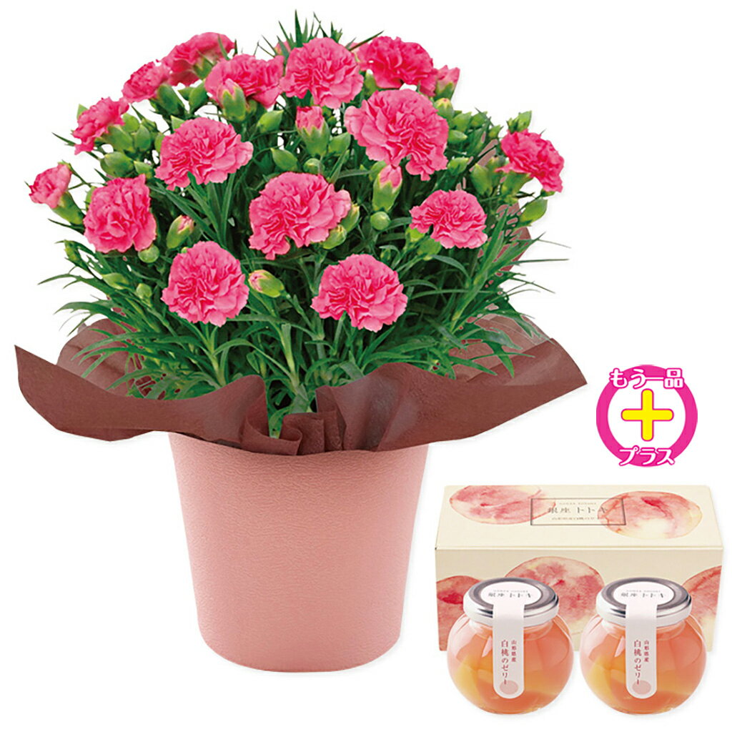 母の日カーネーションピンクと銀座トトキ監修「白桃ゼリー」のセット