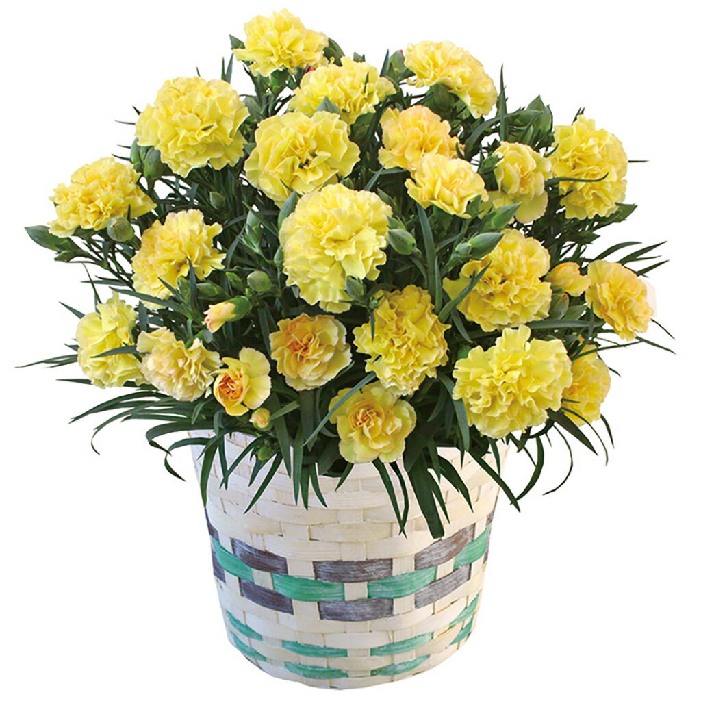 母の日カーネーション（イエロー）（母26-220）