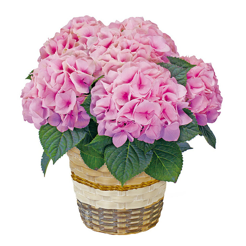 母の日あじさい「コットンキャンディ」（母26-220）