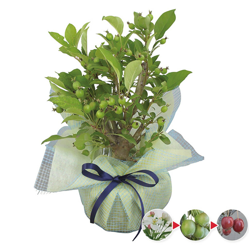 父の日ヒメリンゴの木（父25-220）