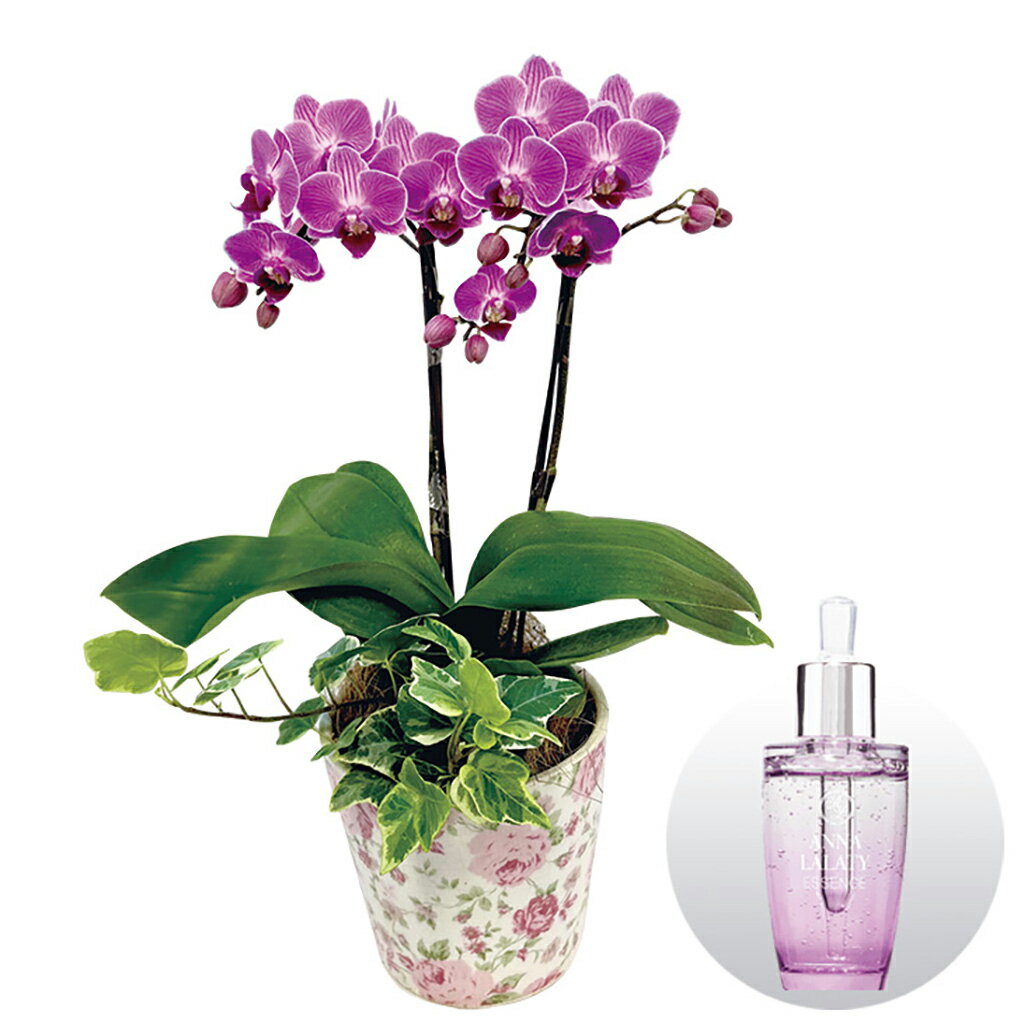 【銀行振込・コンビニ払いは終了しました】母の日オーキッドビューティー美容液とミディ胡蝶蘭『チュンリー』のセット（母26-220）
