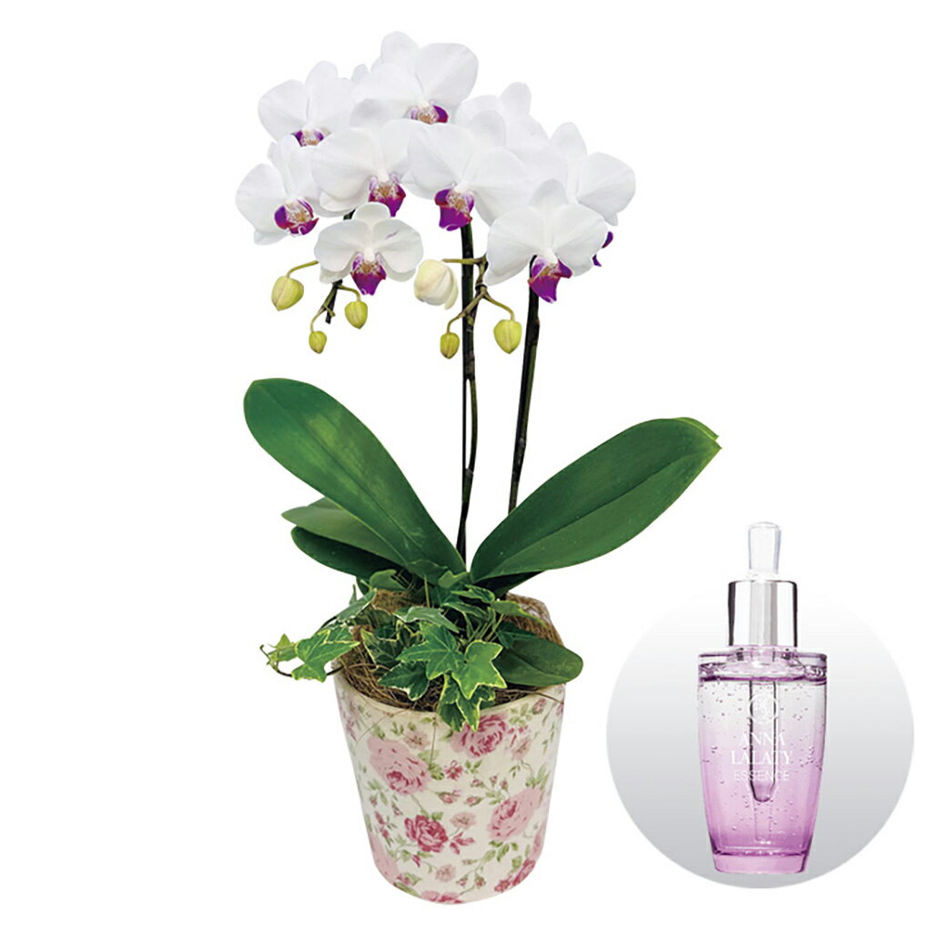 母の日オーキッドビューティー美容液とミディ胡蝶蘭『ユミ』のセット（母26-220）
