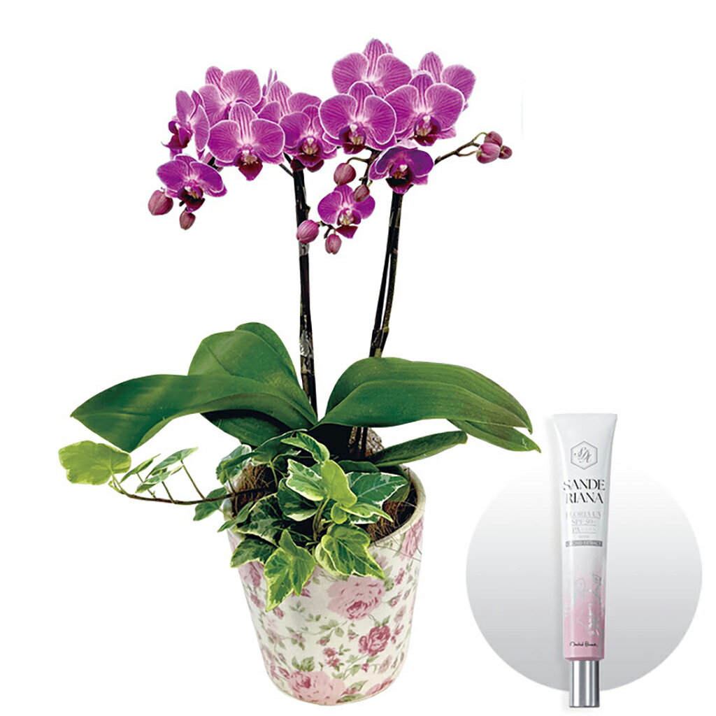 母の日オーキッドビューティー日焼け止めとミディ胡蝶蘭『チュンリー』のセット（母26-220）