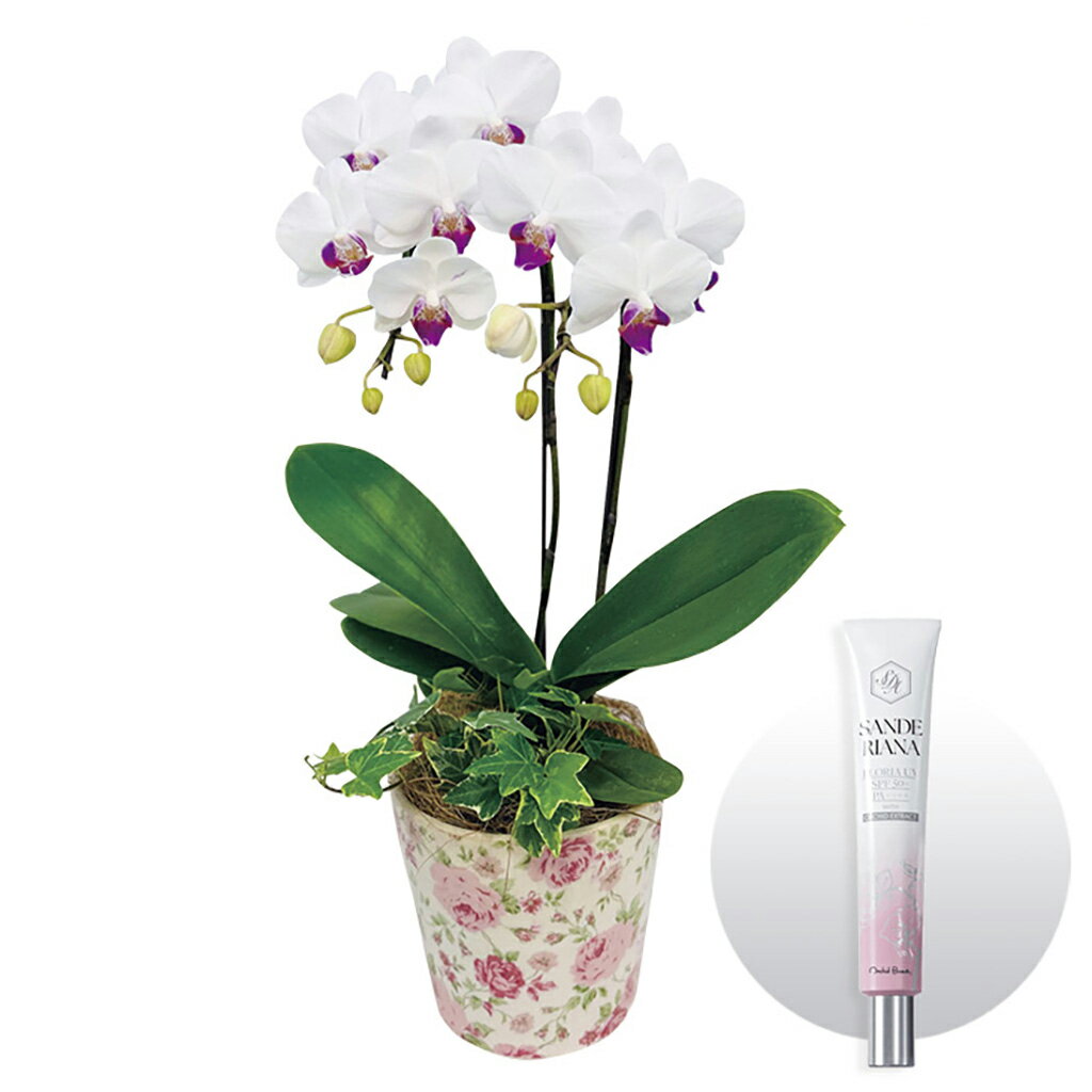 母の日オーキッドビューティー日焼け止めとミディ胡蝶蘭『ユミ』のセット（母26-220）