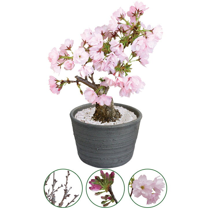 商品内容5号鉢、育て方のしおり　※蕾のかたい状態でお届けします。※開花は3月中〜下旬ごろとなります。　各種アイコンアイコンの説明はこちら【カタログ掲載ページ】はこちら【お歳暮ギフトについてのご案内】はこちらその他特記事項　 ※こちらの商品は無包装のみの商品になります。先様に直接お届けする前提であり、お品物を包装せずに直接お届け伝票を貼り付けてのお届けとなります。お手持ちされるギフトとしては不向きですのでご注意ください。お届け可能地域一部離島には配達ができません。詳しくはご案内をご確認ください。新年にふさわしい、さくらの盆栽アレンジです。 （こちらの商品は、寒冷地（北海道）へのお届けは承っておりません。）