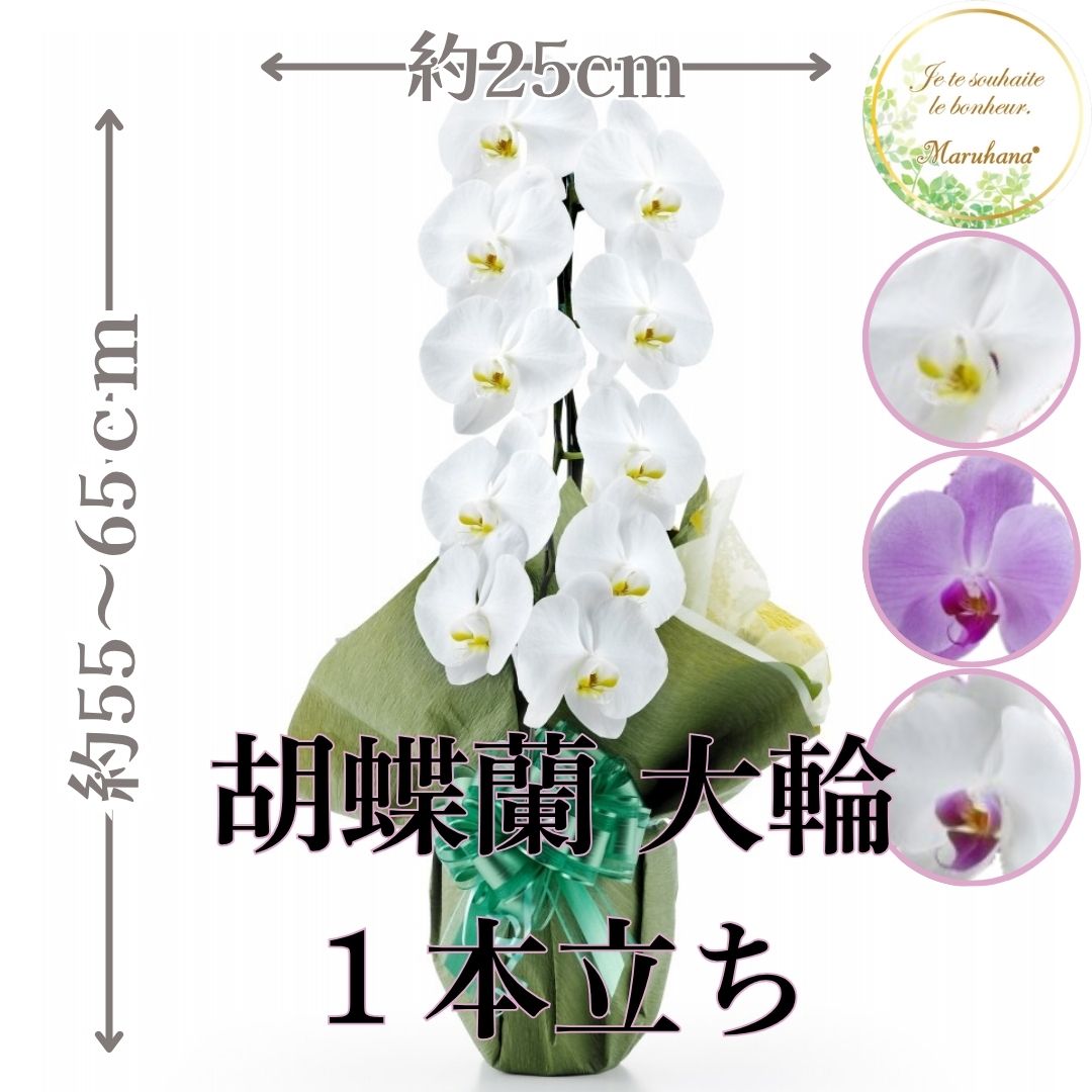 大輪 胡蝶蘭1本立ち11輪以上輪（つぼみ込み）【送料無料】選べる3色 お祝い お供え 花ギフト お誕生日 開店祝 開業祝 新築祝
