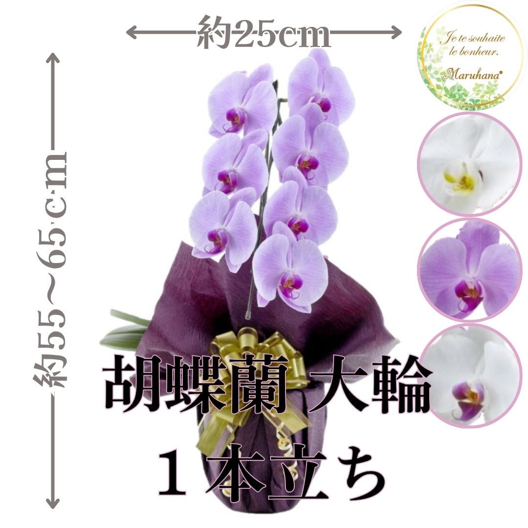 大輪 胡蝶蘭 1本立ち7輪以上輪（つぼみ込み）【送料無料】選べる3色 お祝い お供え 花ギフト お誕生日 ..