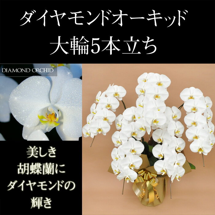 ダイヤモンド 胡蝶蘭 5本立ち45輪以上（つぼみ込み）【送料無料】花 ギフト 開業祝 開店祝 移転祝い お誕生日 各種ギフト お供えに