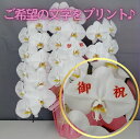メッセージ胡蝶蘭3本立ち30輪以上【送料無料】花 ギフト お歳暮 開業祝 開店祝 移転祝い お誕生日 各種ギフト お供えに
