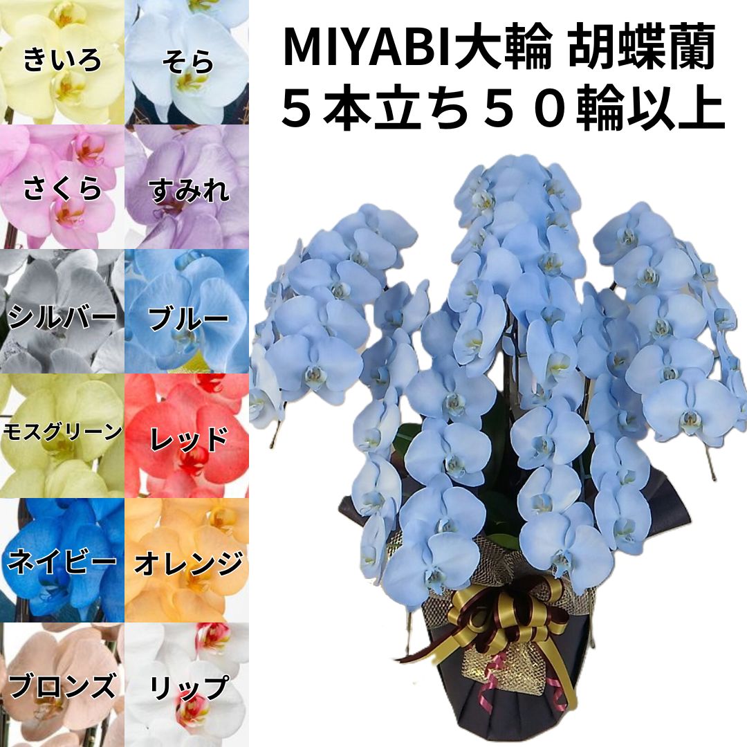 カラー胡蝶蘭 MIYABI 5本立ち50輪以上つぼみ込み【送料無料】胡蝶蘭 ブルー 花 ギフト お歳暮 開業祝 ..