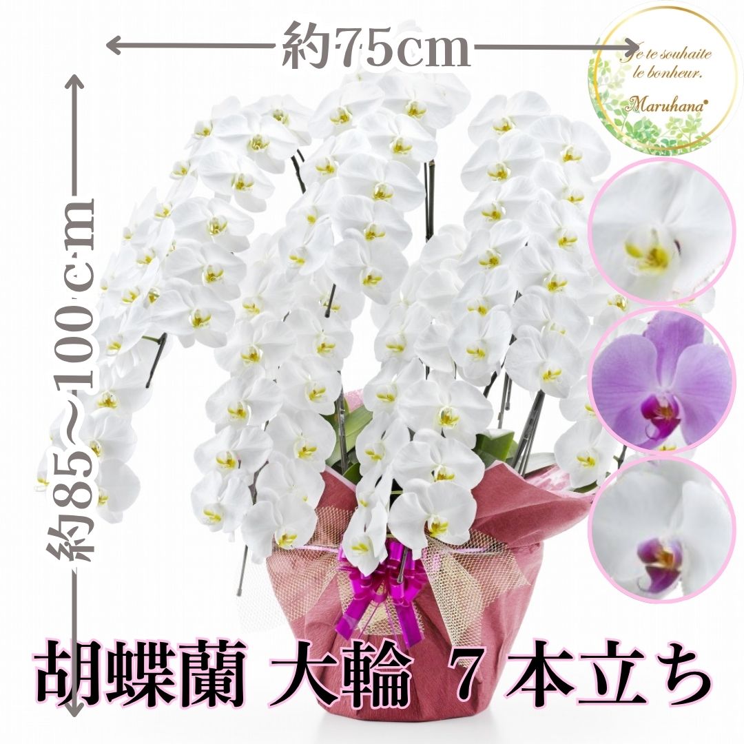 大輪 胡蝶蘭7本立ち84輪以上輪（つぼみ込み）【送料無料】選べる3色 お祝い お供え 花ギフト お誕生日 開店祝 開業祝 新築祝