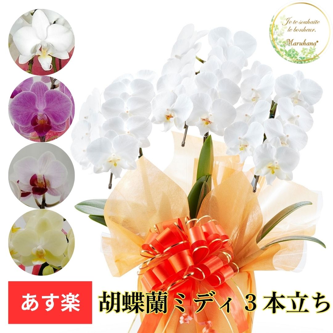 胡蝶蘭　ミディ3本立ち27輪以上（つぼみ込み）【送料無料】選べる4色 お祝い お供え 花ギフト お誕生日 開店祝 開業祝 新築祝