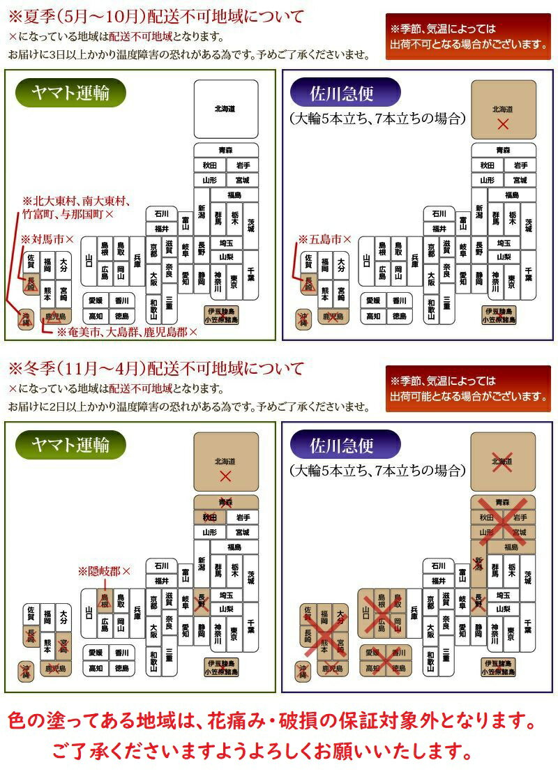 大輪 胡蝶蘭 8本立ち80輪以上（つぼみ込み）【送料無料】花 ギフト お歳暮 開業祝 開店祝 移転祝い お誕生日 各種ギフト お供えに 2