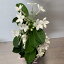 マダガスカルジャスミン4号鉢【ギフト/観葉植物/香りのよい花/各種ギフト/お供えに】