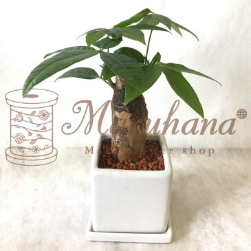 パキラ 4号 陶器鉢【セラミス植】風水/発財樹/商売繁盛の樹/観葉植物/父の日/開業祝/開店祝/移転祝/誕生日/各種ギフト/御供