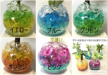 選べるミニ観葉植物 バブルゼリー S 1鉢【ハイドロカルチャー(水耕栽培) 夏/インテリアグリーン/トロピカル/観葉植物/開業祝/開店祝/移転祝い/お誕生日/各種ギフト/お供えに】