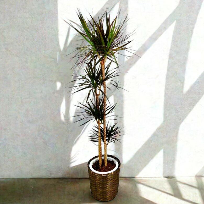 コンシンネ 10寸 カゴ付き(佐川急便での配送です)【送料無料】観葉植物 開業祝/開店祝/移転祝い/お誕生日/各種ギフト/お供えに