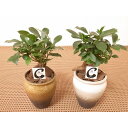 ガジュマル4号 陶器鉢 底穴有り 1鉢 /土植え込み/観葉植物/お中元/開業祝/開店祝/移転祝い/お誕生日/各種ギフト/インテリア