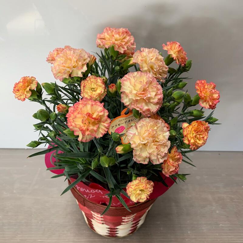 母の日 意外と知らないカーネーションの花言葉って 色別 本数別の意味を解説 暮らし の