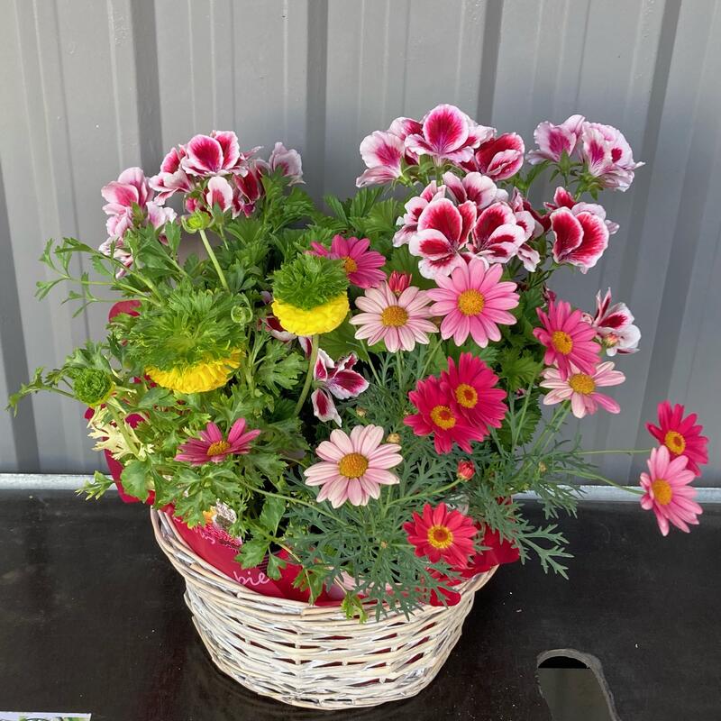 おまかせ季節のお花のフラワーバスケット鉢植え 花 ギフト 寄せ鉢 開業祝/開店祝/移転祝い/お誕生日/各種ギフト/お供えに