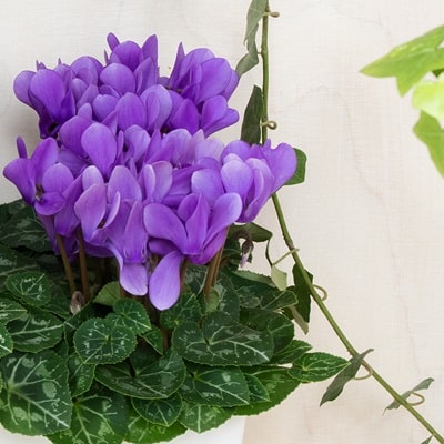 シクラメン ドラゴン4号鉢植え【送料無料】御歳暮 紫 青い花 鉢植え 誕生日 お祝い クリスマス プレゼント ブルーフラワー 花 冬のサムネイル