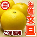 【送料無料】土佐 文旦 サイズ 3L 10kg 約18玉【高知産】【ご家庭用】【ぶんたん】 - マルハチ