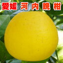 みしょうゴールド 秀品 M 約7Kg(24玉)【かわちばんかん】【愛媛県産】【ご家庭用】【ご贈答用】【4月上旬から順次発送予定】【北海道・沖縄県は配送不可】(4)