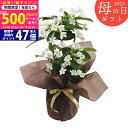 【今ならP5倍以上!☆クーポンも配布中】《母の日専用ギフト》マダガスカルジャスミン鉢植え《専用メッセージカード付き》5/12以降のお届け《直送便》/お母さん 母...