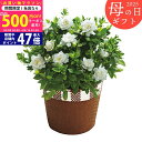 【今ならP5倍以上!☆クーポンも配布中】《母の日専用ギフト》ガーデニア鉢植え《専用メッセージカード付き》5/12以降のお届け《直送便》/お母さん 母 ママ おば...