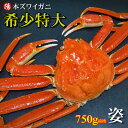 \クーポン対象/本ズワイガニ姿 750g前後×1尾【送料無料 ズワイガニ姿 ボイル かにみそ 蟹みそ 大サイズ 最高級 冷凍 海鮮 蟹 かに カニ かに姿 カニ姿 姿 ずわいがに ズワイガニ ギフト お取り寄せ お祝い 贈答品 父の日 敬老の日 BBQ】