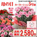 鉢 母の日 プレゼント カーネーション 鉢植え 5号鉢 選べる花色 母の日ギフト 花　配送料込み　熨斗包装不可　本州のみのお届け