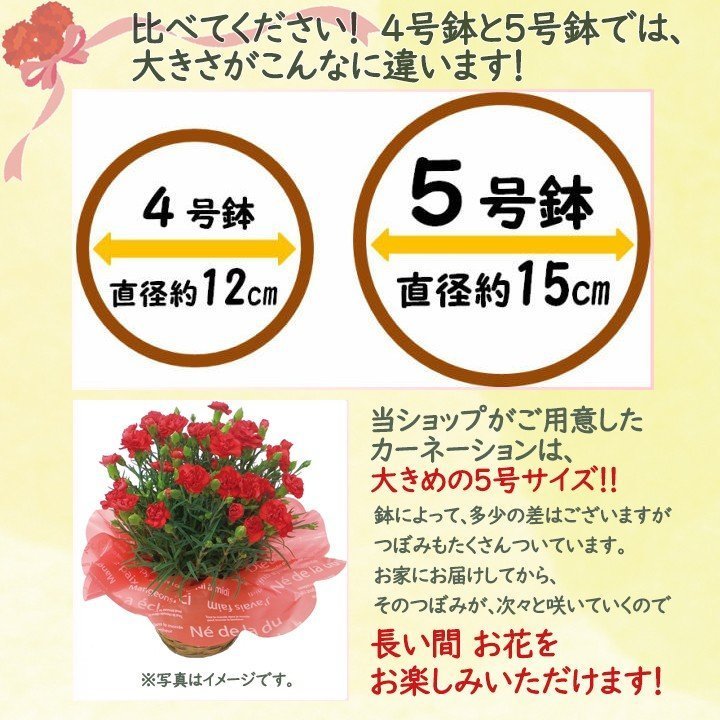 母の日 カーネーション 鉢植え 5号鉢 選べる花色 母の日ギフト 花