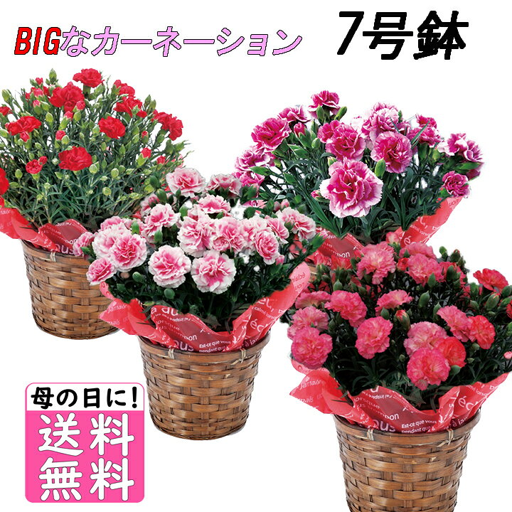 Rakuten - 母の日 カーネーション 鉢植え 7号鉢 選べる花色 母の日ギフト 花