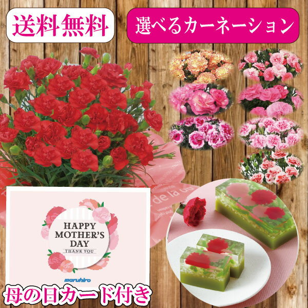 母の日 ギフト 花カーネーション鉢植え+両口屋是清　贈る花のサムネイル
