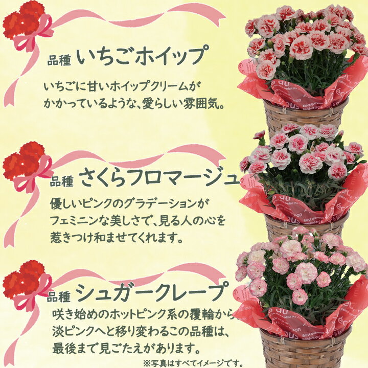 人気再入荷 カーネーション鉢植え 磨き屋シンジケート 2重ビアタンブラー370ml お買い求めしやすい価格 Uptv Fr 人気再入荷 カーネーション鉢植え 磨き屋シンジケート 2重ビアタンブラー370ml お買い求めしやすい価格 Uptv Fr