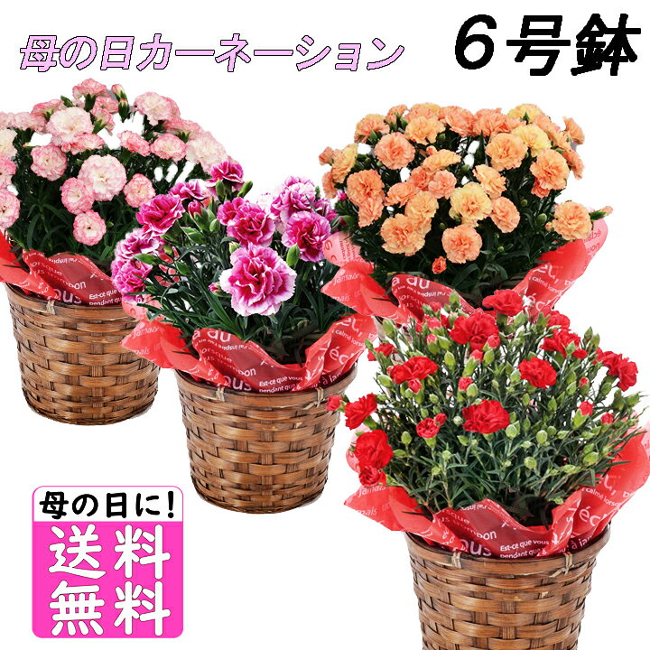 鉢 母の日 花 プレゼント 選べるお花♪ 鉢植え カーネーション 6号鉢 母の日ギフト　育て方の説明書　付き　花専用配送箱